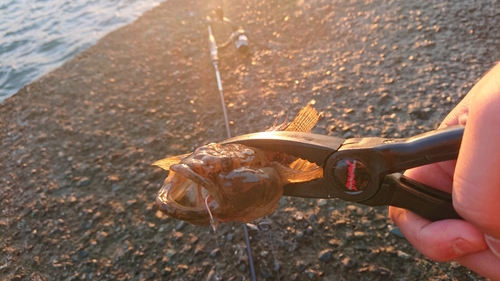 マゴチの釣果