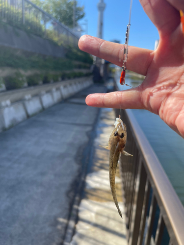 マハゼの釣果