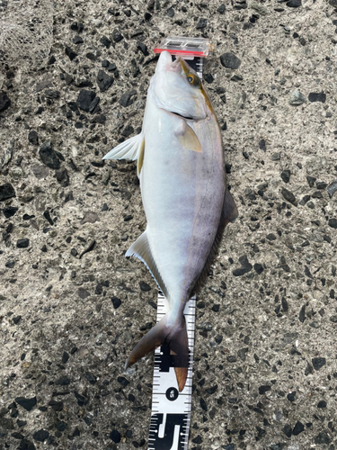 カンパチの釣果