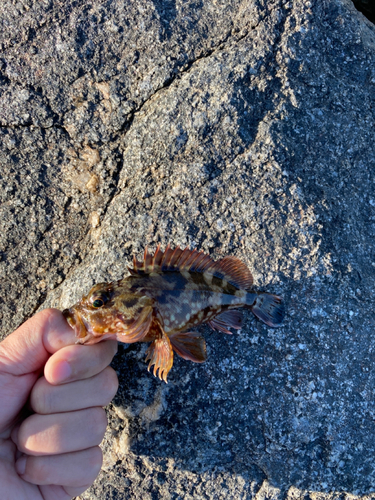 カサゴの釣果