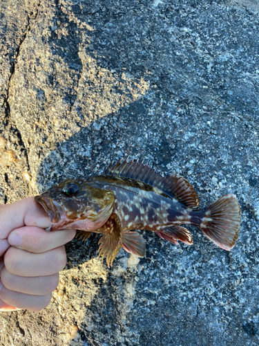 カサゴの釣果