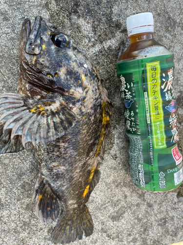 ハチガラの釣果