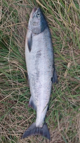 サケの釣果