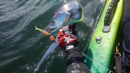 タチウオの釣果