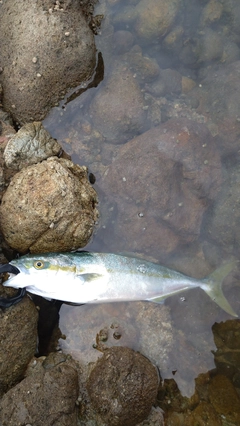 ヒラマサの釣果