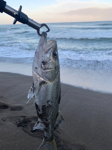 フッコ（マルスズキ）の釣果