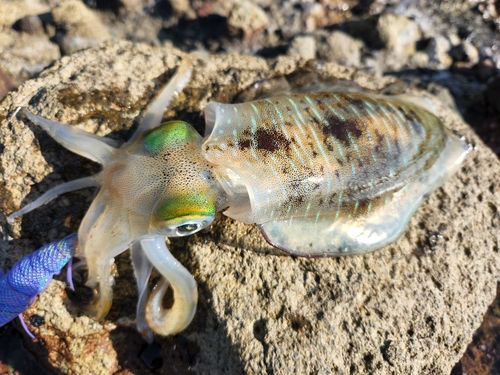 アオリイカの釣果