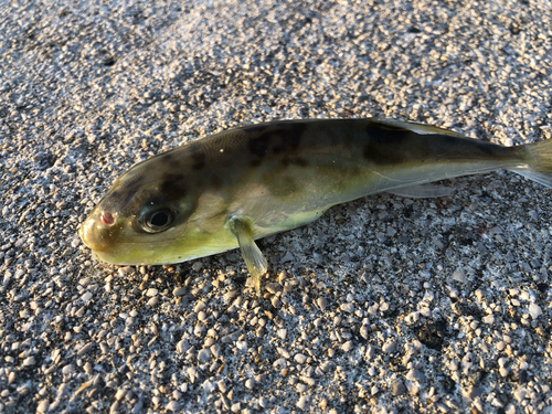 シロサバフグの釣果