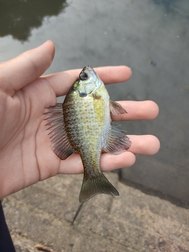 ブルーギルの釣果