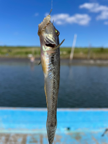 マハゼの釣果