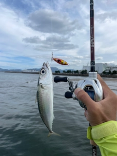 マサバの釣果