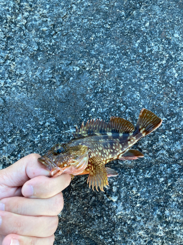 カサゴの釣果