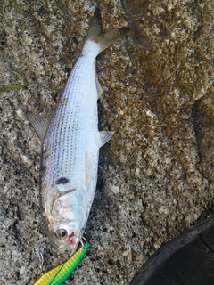 コノシロの釣果