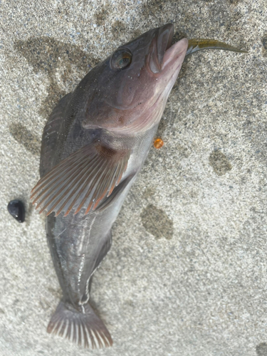 アイナメの釣果