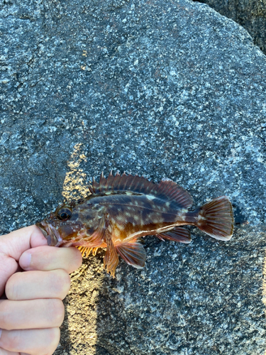 カサゴの釣果