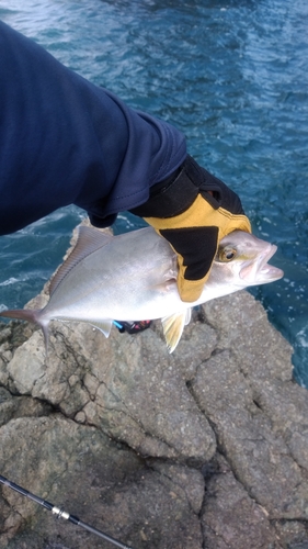 ショゴの釣果