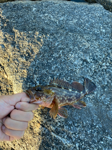 カサゴの釣果