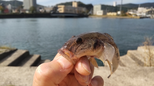 マハゼの釣果