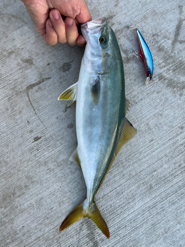 ツバスの釣果