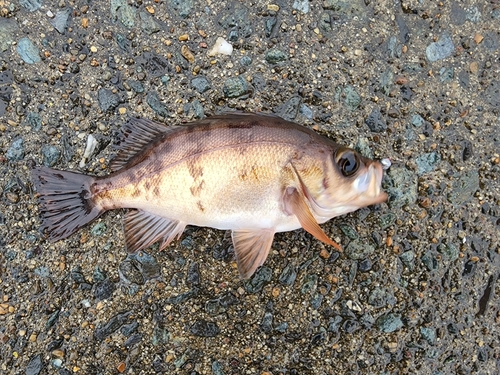 メバルの釣果