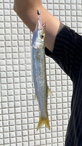 カマスの釣果