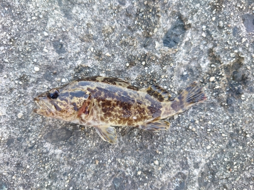 タケノコメバルの釣果