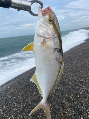 ショゴの釣果