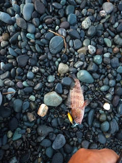 オオモンハタの釣果