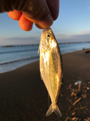 ショゴの釣果