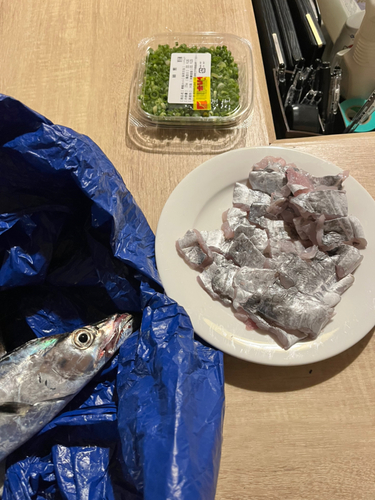 タチウオの釣果