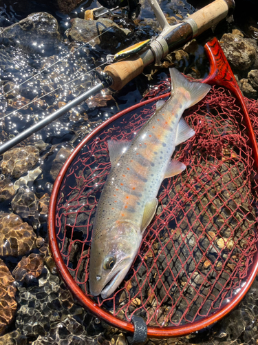 アマゴの釣果