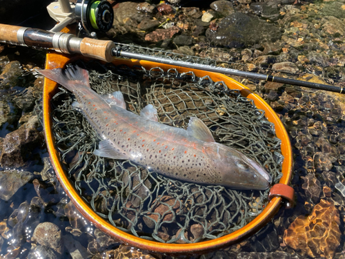 アマゴの釣果