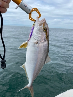 ショゴの釣果