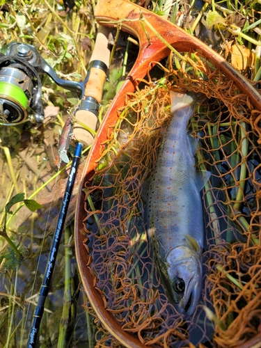 アマゴの釣果