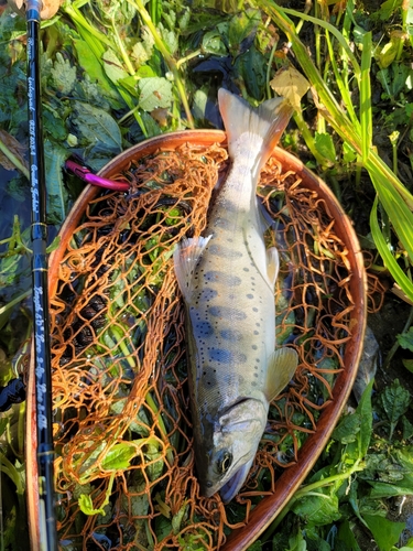 アマゴの釣果