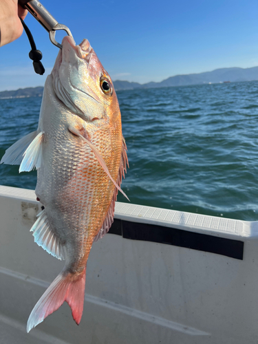 マダイの釣果