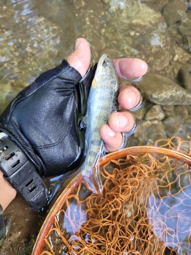 アマゴの釣果