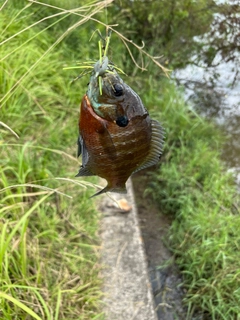 ブルーギルの釣果
