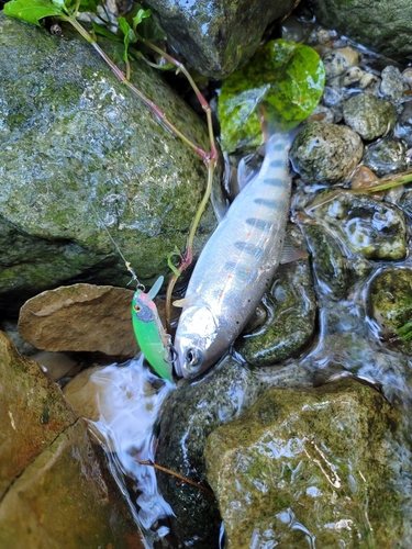 アマゴの釣果