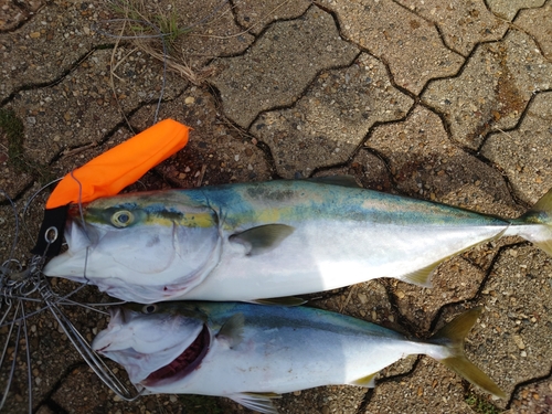 メジロの釣果