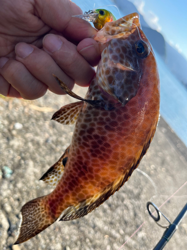 オオモンハタの釣果