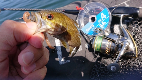 スモールマウスバスの釣果