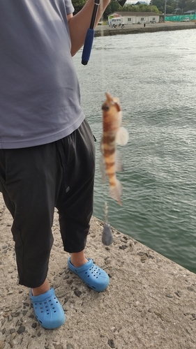 イトヒキハゼの釣果