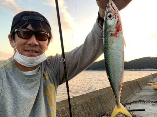 サバの釣果