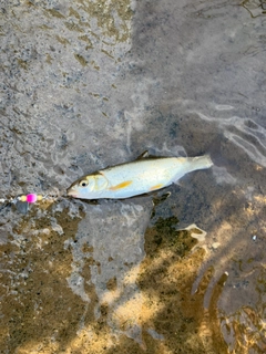 ウグイの釣果