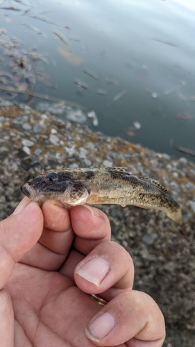 ハゼの釣果