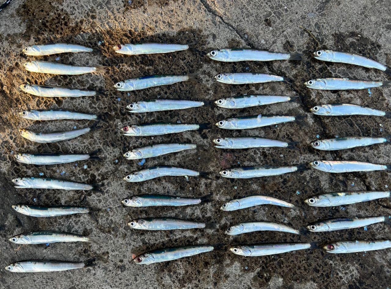 カタクチイワシ