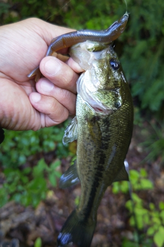 ラージマウスバスの釣果