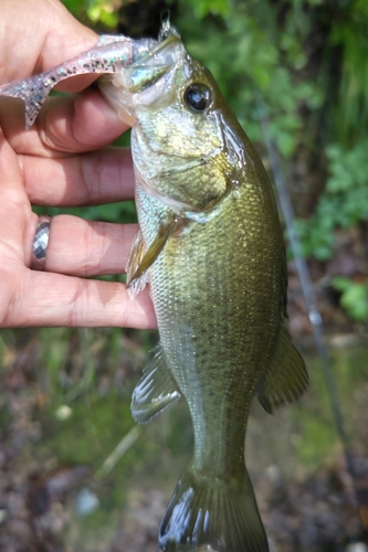 ラージマウスバスの釣果