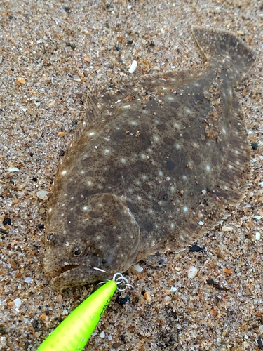 ソゲの釣果